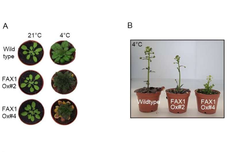 Study: How do plants adapt to cold ambient temperatures and frost?