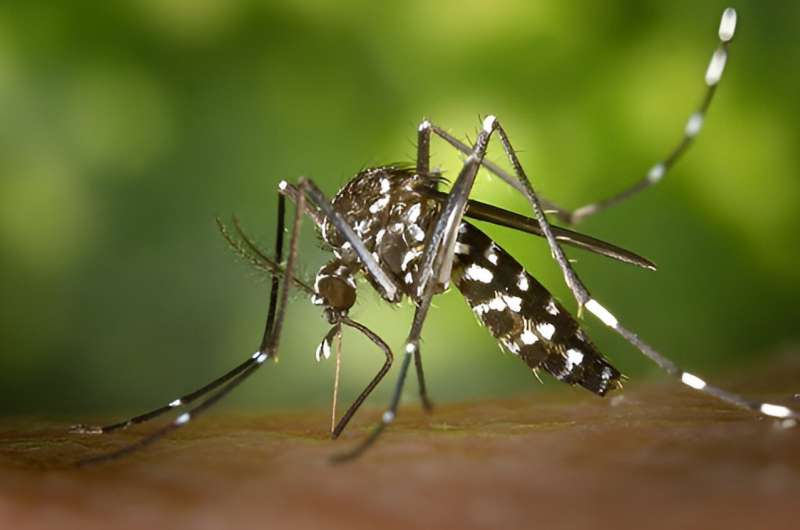 Study identifies areas of Europe at risk from dengue fever due to spread of Asian tiger mosquito