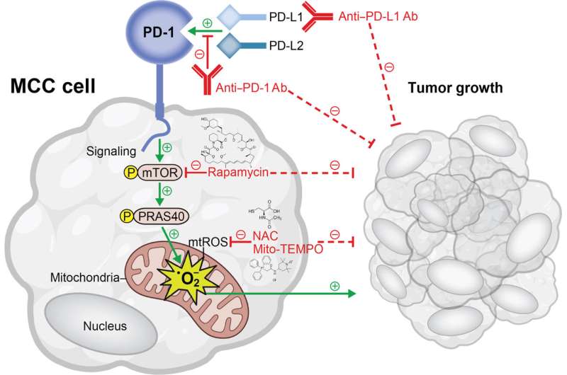 Estudo identifica novo mecanismo de checkpoint imunológico PD-1 que promove o crescimento do carcinoma de células de Merkel