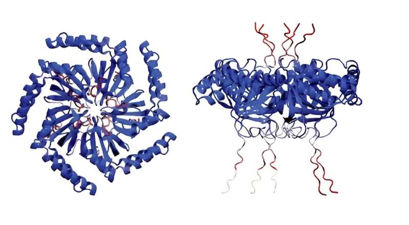Study identifies protein responsible for gas vesicle clustering in bacteria