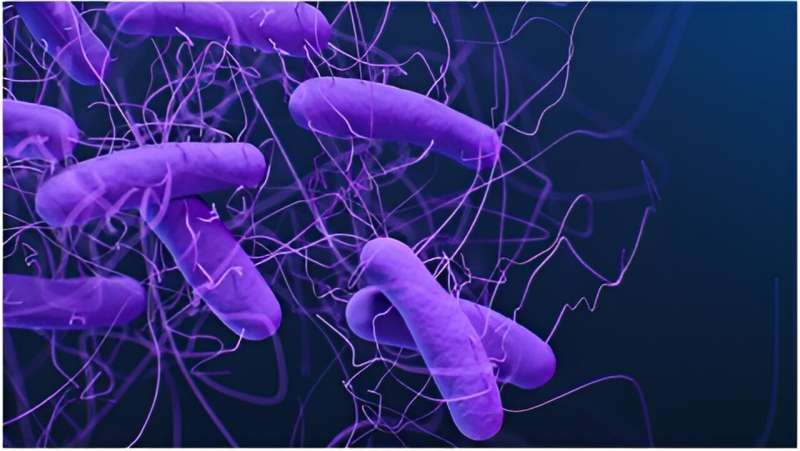 Study identifies protein that affects health of gut microbiota and response to bacterial infection