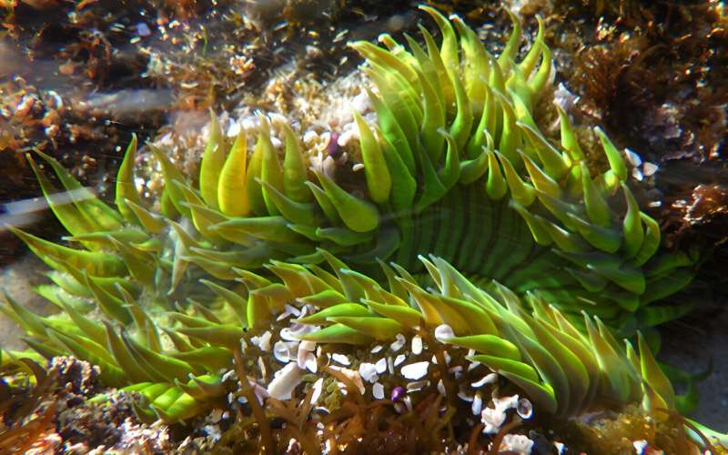 Study illuminates the protective role of fluorescence in neon-colored sea anemones