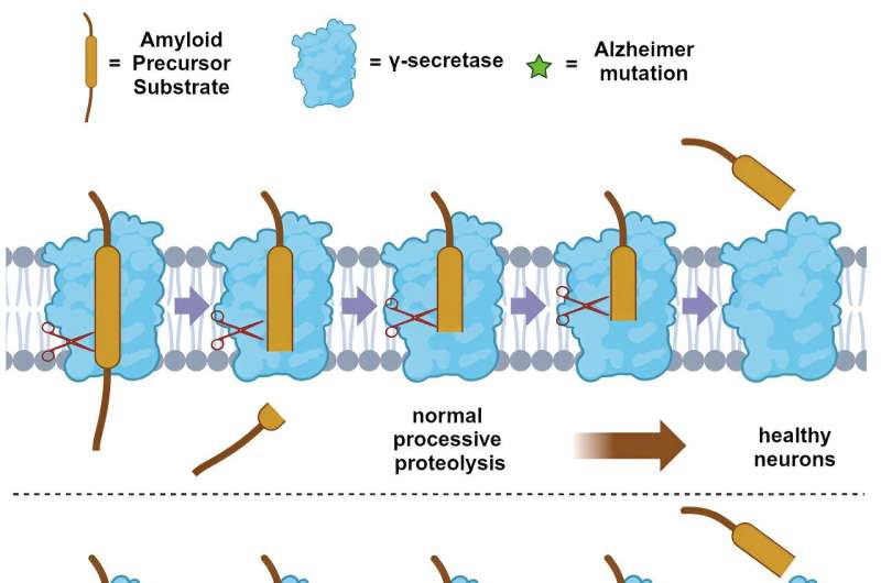 Study: Mutations in hereditary Alzheimer's disease damage neurons without 'usual suspect' amyloid plaques