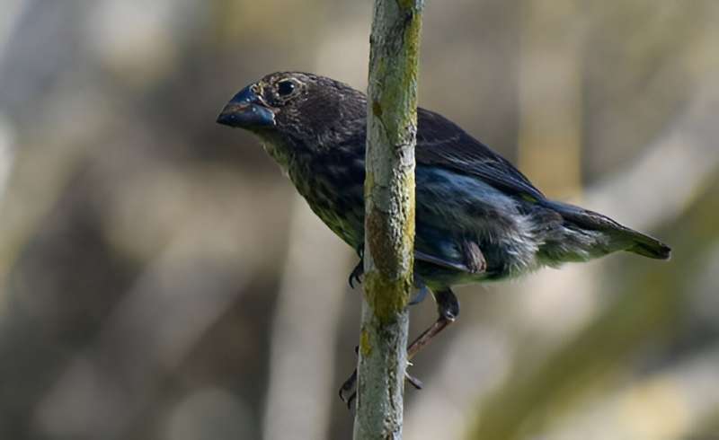 Study of Darwin’s finches sheds light on how one species become many