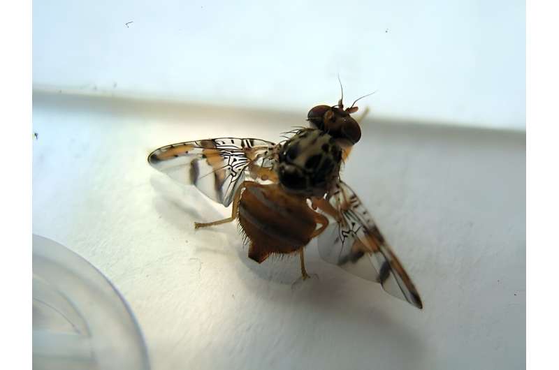 Study opens the door for developing gene drive strains for the population suppression of medfly