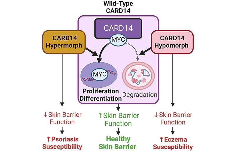 Study pierces a mystery of healthy skin barrier formation