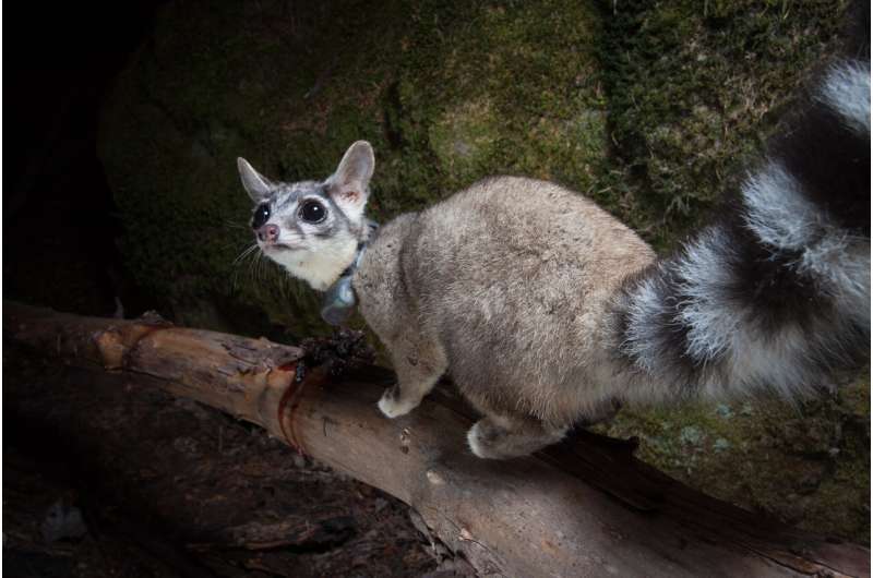 Study provides rare glimpse of the ringtail, an important but poorly understood predator