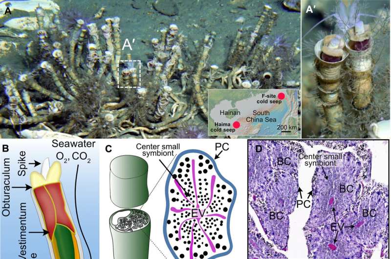 Study reveals close host–symbiont interactions in deep-sea chemosynthetic tubeworm