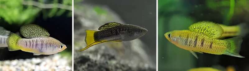 Study reveals genes that 'don't play well together' in swordtail fish hybrids drive speciation