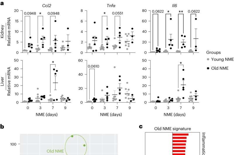 Study reveals immunotherapy's potential in boosting immune systems of older individuals