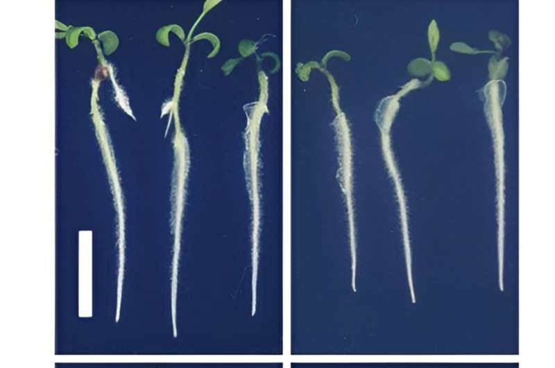 Study reveals key gene protecting plants from harmful metals in soil