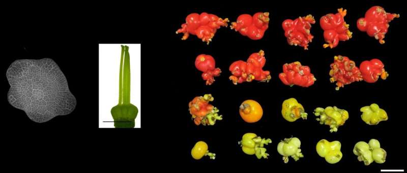 Study reveals key molecular mechanisms involved in development of tomato plant
