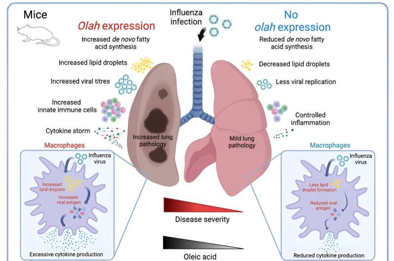 Study reveals oleoyl-ACP-hydrolase underpins lethal respiratory viral disease