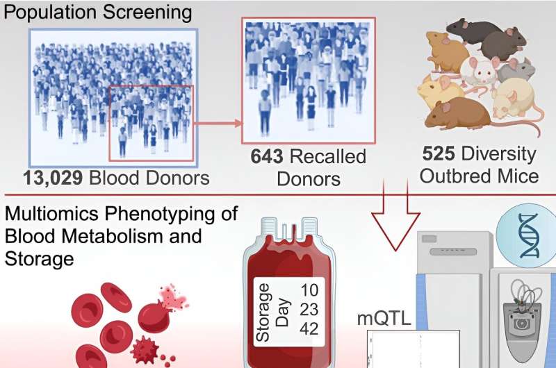 Study reveals secrets of energy metabolism, promising better blood transfusions