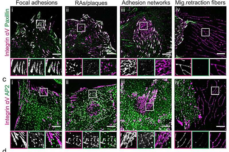 Study shows for the first time that different forms of cellular adhesion structures can interconvert
