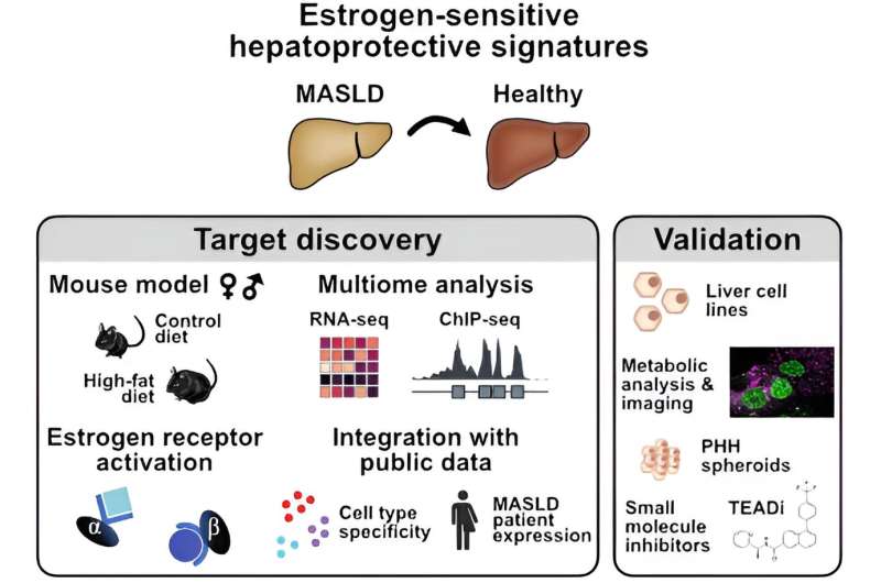 Study shows how estrogen protects against fatty liver