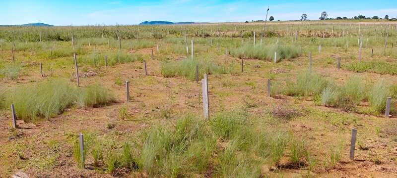 Study shows how to increase success rate of restoration initiatives in the Cerrado