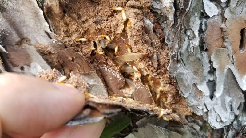 Study shows liquid insecticides have limited impact against subterranean termite colonies
