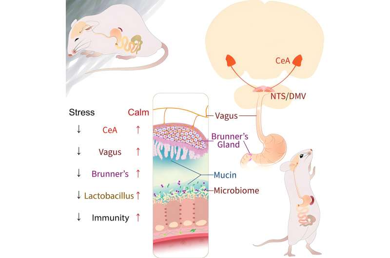 Study shows mouse brain under stress sends messages to gut that reduce levels of good bacteria