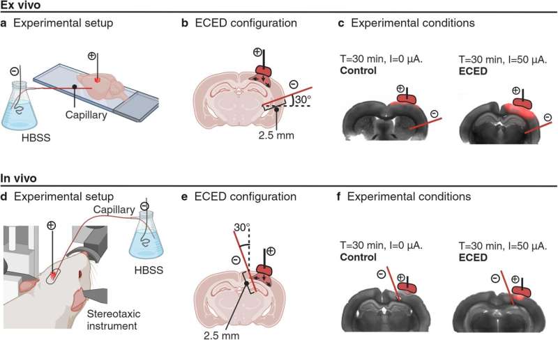 Study shows new, more precise way to deliver medicine to the brain