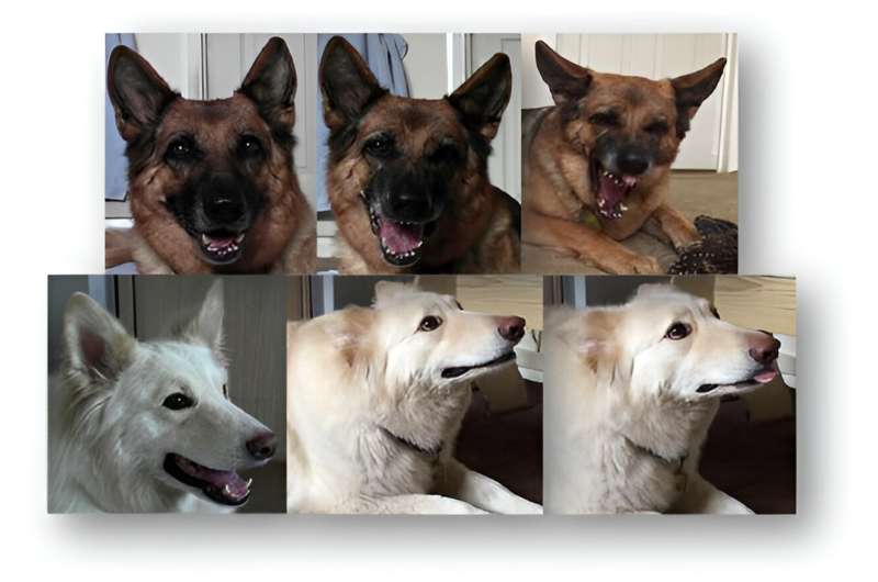 Study shows selective breeding has constrained communication abilities in domestic dogs compared to wolves