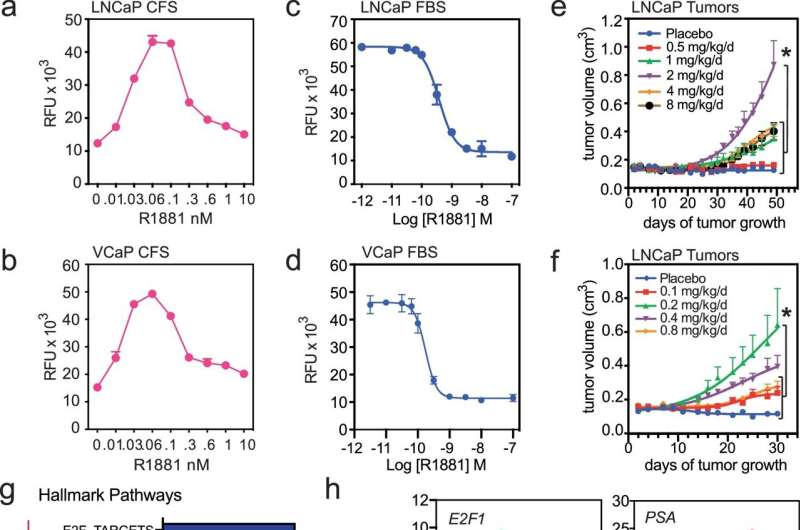 Study solves testosterone's paradoxical effects in prostate cancer