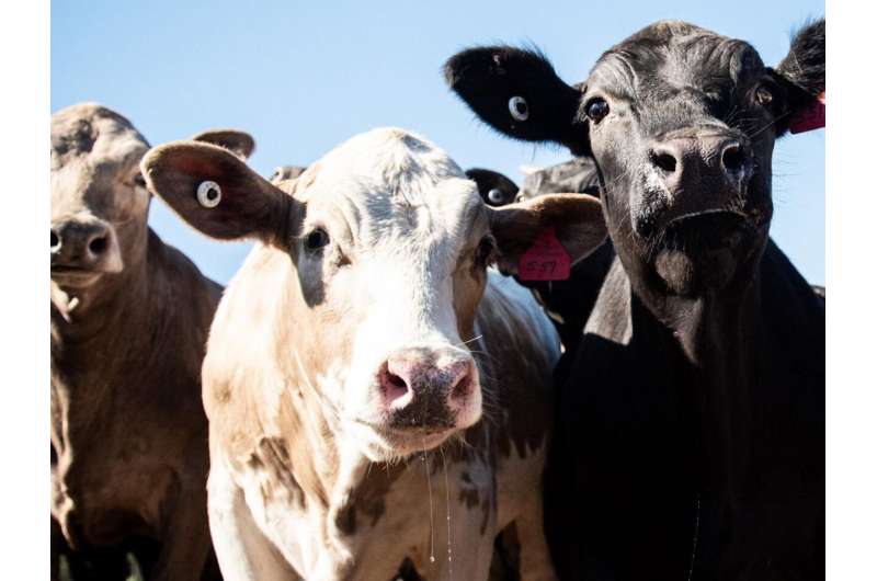 Study suggests Holstein dairy cows not harmed by producing beef crossbred calves