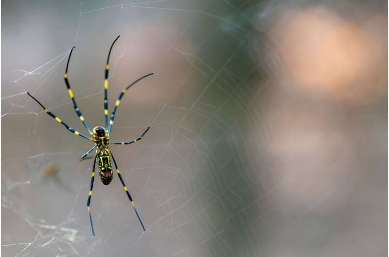 Study suggests invasive spider tolerates urban landscape better than most native spiders