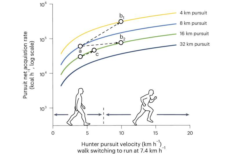 Study supports theory that humans evolved the ability to run long distances to capture prey