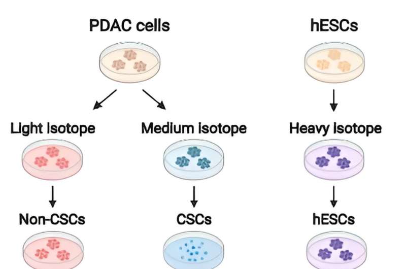 Study uncovers how cancer stem cells spread and resist treatment