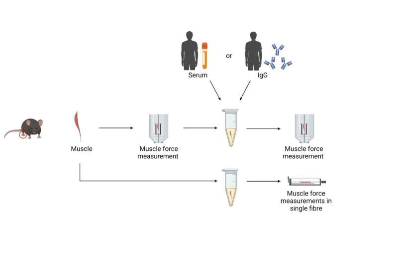 Study uncovers key factors in myositis-induced muscle weakness