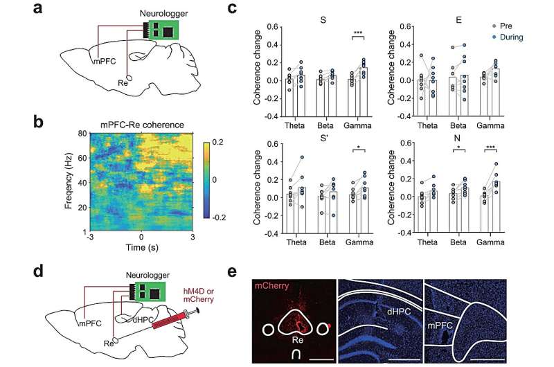 Study unveils key role of prefrontal-thalamic circuit in social recognition