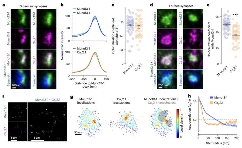 Study unveils two distinct active zone protein machineries mediating CA2+ channel clustering and vesicle priming