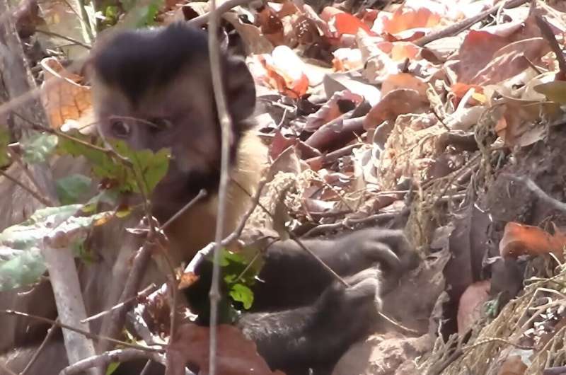 Study with video shows that capuchin monkeys use sticks and stones to dig for food underground