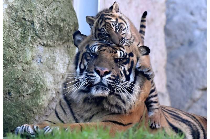 Sumatran tigers are considered critically endangered by the International Union for Conservation of Nature
