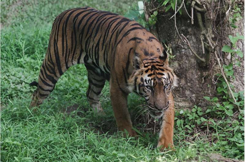 Sumatran tigers are the only endemic tiger species left in existence in Indonesia