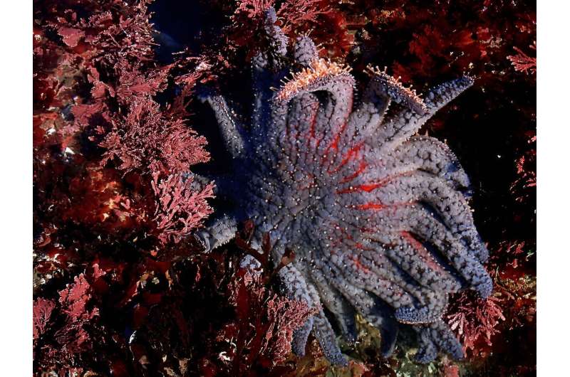 Sunflower sea stars are critically endangered, but can humans help the species rebound?