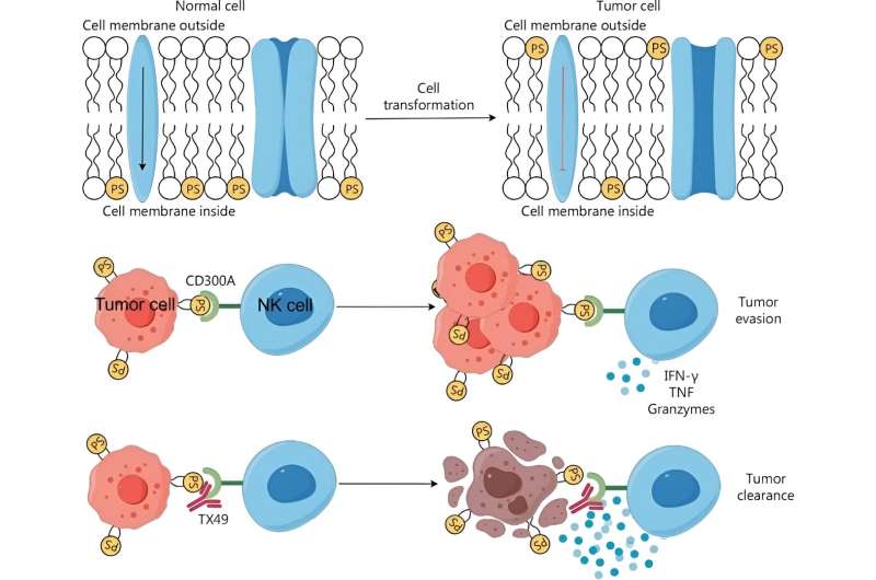 Sobrecarregando células imunológicas para combater o câncer no sangue: avanço na imunoterapia contra o câncer