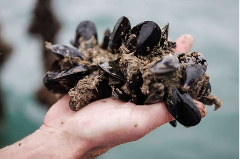 Supermarket group Colruyt has a mussel farm off the Belgian coast to harvest local mussels