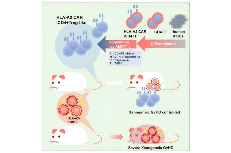 Suppressing graft-versus-host disease using immunosuppressive iPS cell-derived regulatory T cells