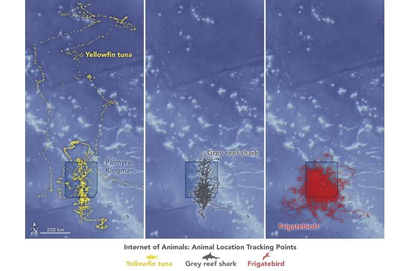 Surfing NASA's internet of animals: Satellites study ocean wildlife