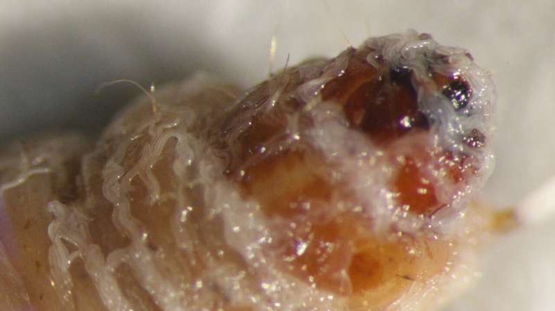 Surprise discovery of tiny insect-killing worm