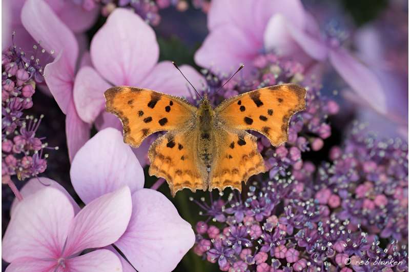 Survey reveals UK butterfly winners and losers in the wake of record high temperatures