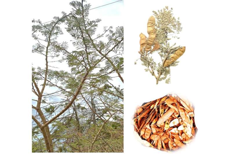 Sustainable management, regeneration of endangered Senegalia venosa needed in Ethiopia