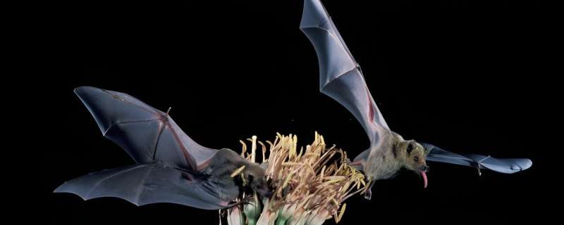 Sustainable practices can save Mexico's blue agave, tequila and bats