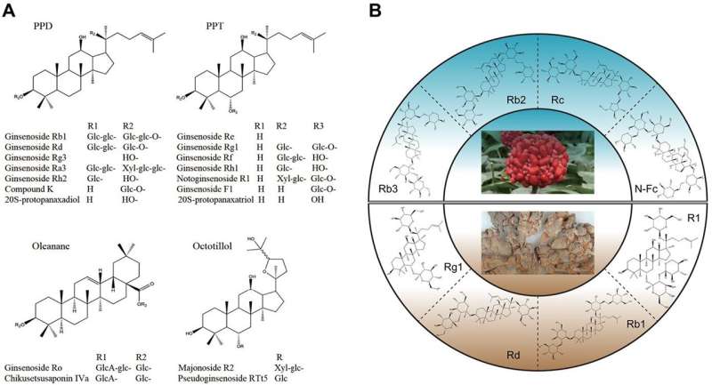 Sustaining health and wealth: Advancing sanchi ginseng production