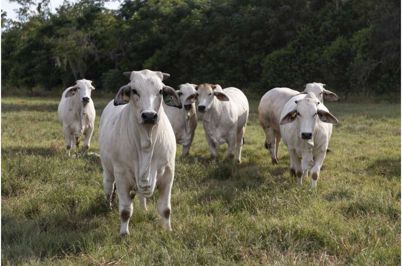 Sweaty cattle may boost food security in a warming world