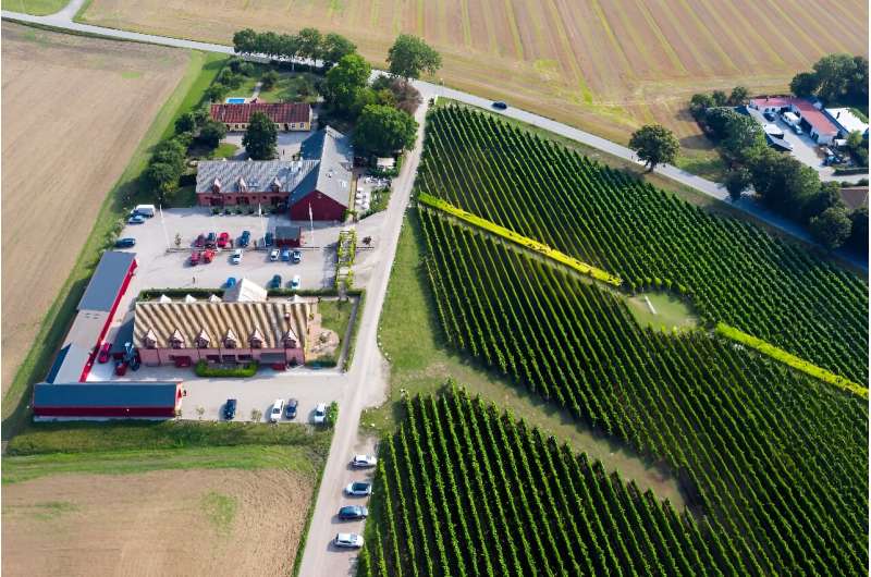 Sweden's vineyards are aiming to make their mark in the wine world