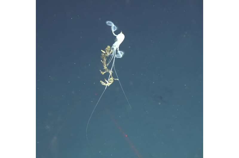 Swimming crustacean eats unlikely food source in the deep ocean