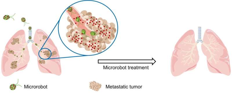 Swimming microrobots deliver cancer-fighting drugs to metastatic lung tumors in mice